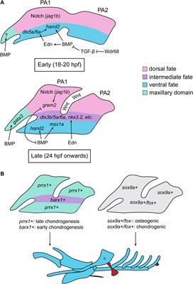 Transforming growth factor beta signaling and craniofacial development: modeling human diseases in zebrafish